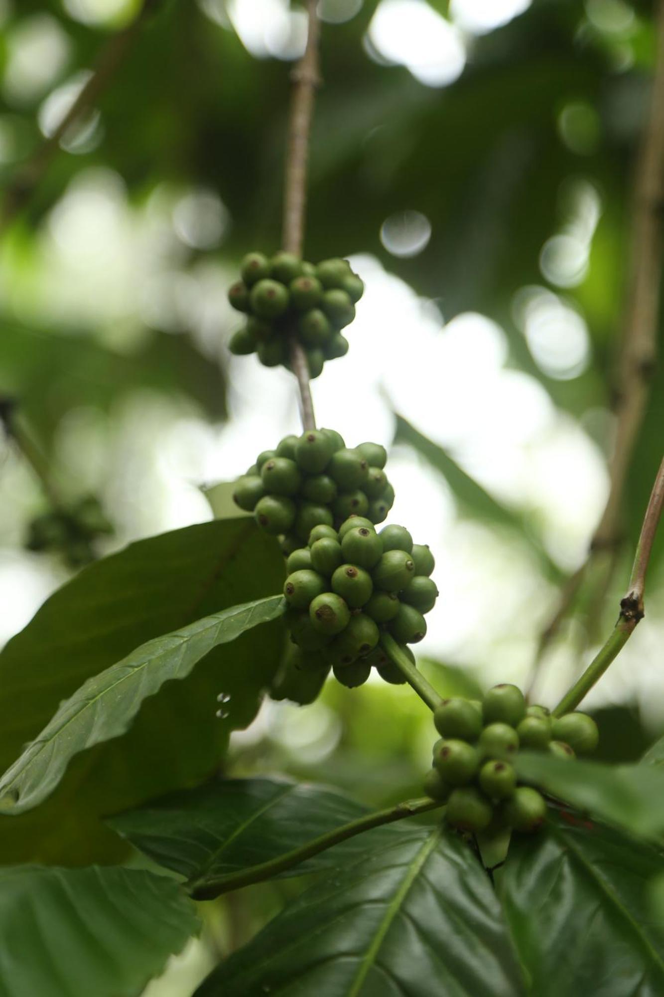 Spice Forest Plantation Homestay, Thekkady Vandiperiyār Exteriör bild