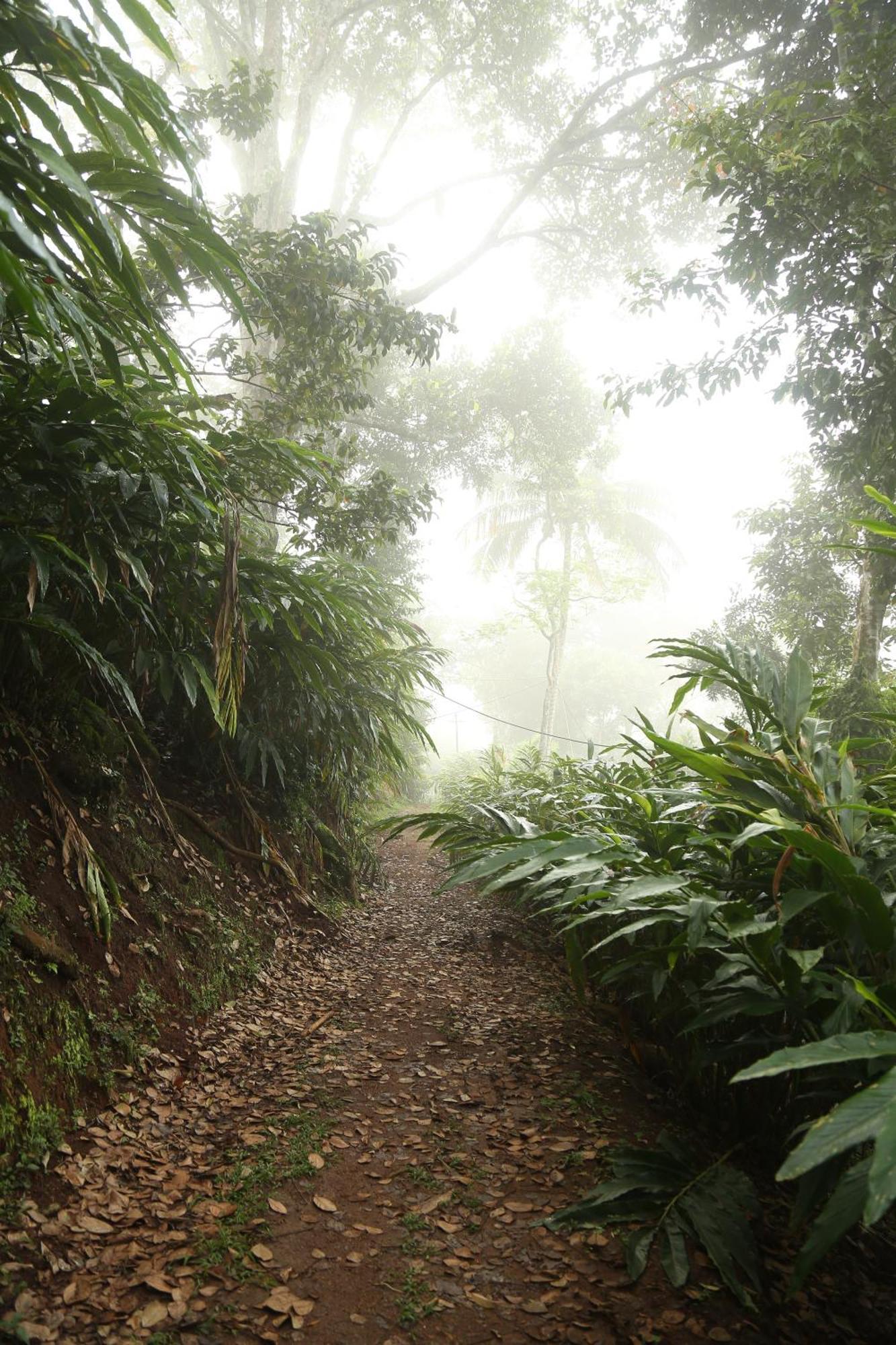 Spice Forest Plantation Homestay, Thekkady Vandiperiyār Exteriör bild